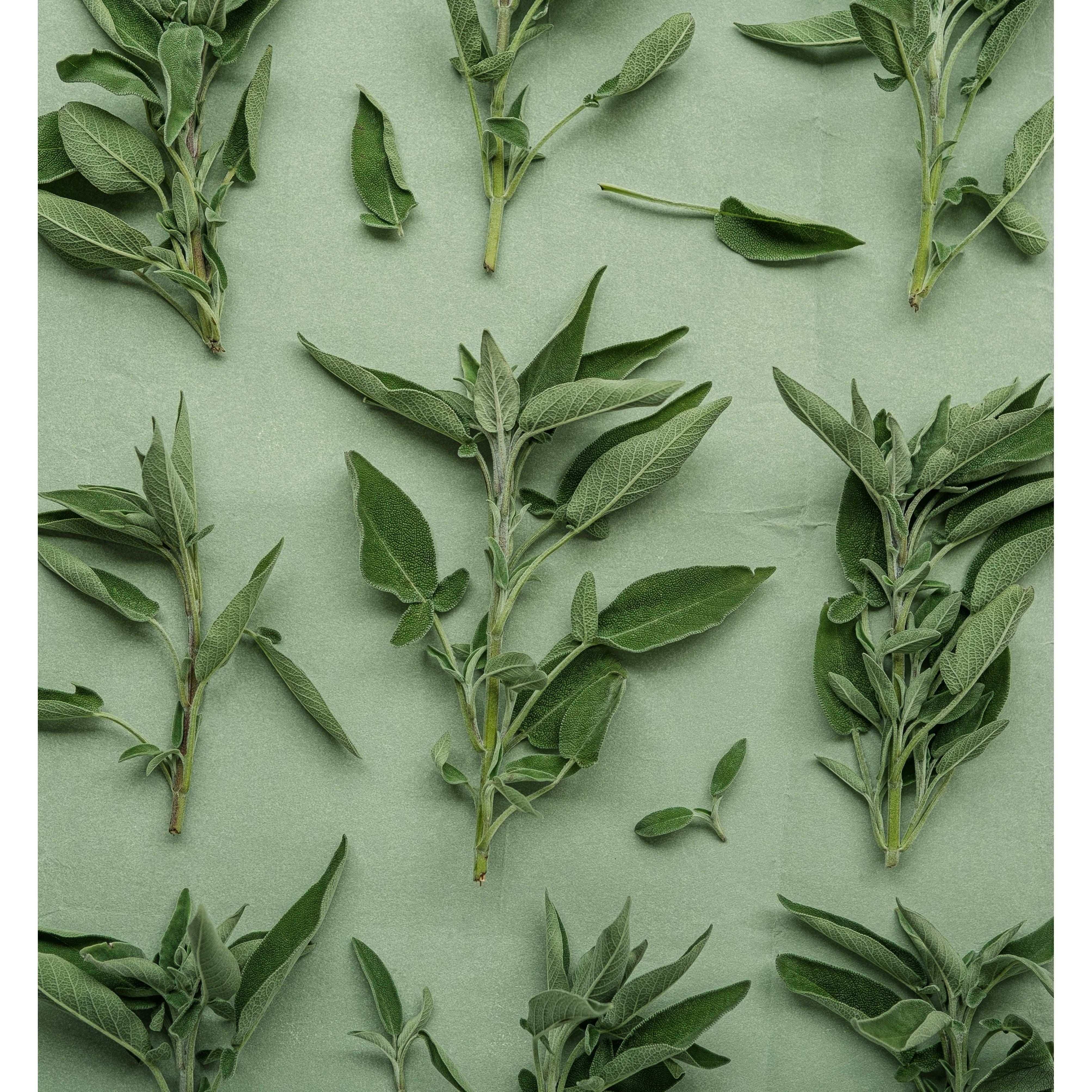 Edora Herb Butter Seasoning