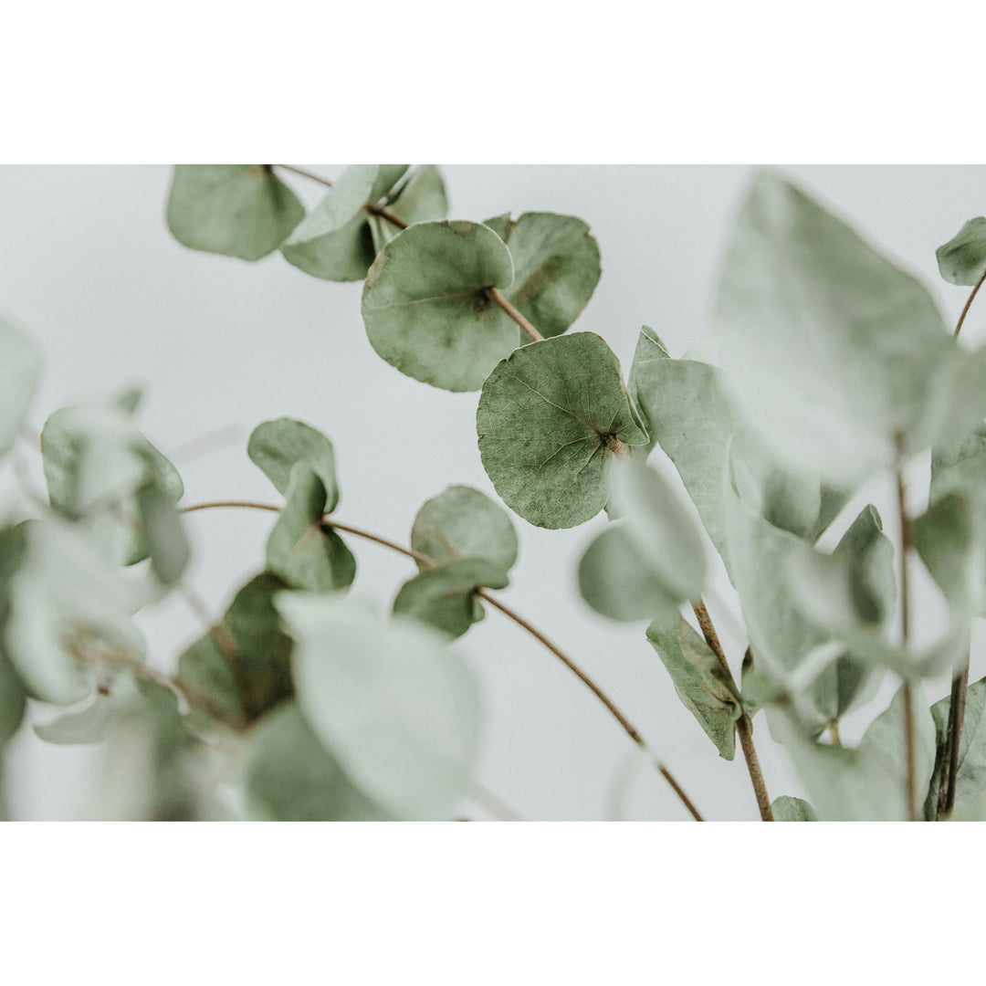 Dr. C. Soldan Em-eukal Eucalyptus Lozenges