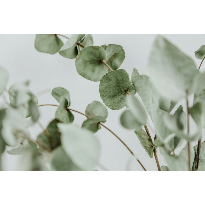 Dr. C. Soldan Em-eukal Eucalyptus Lozenges