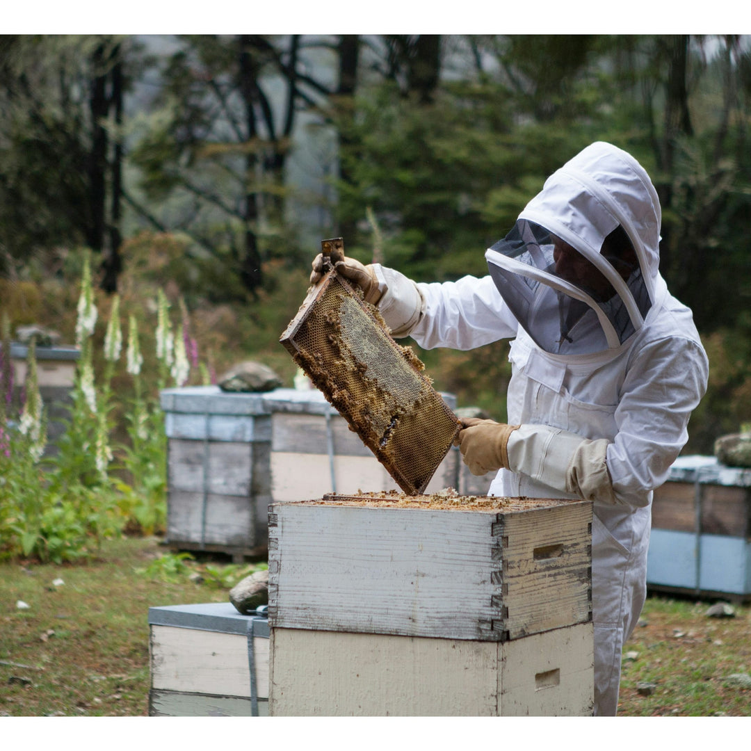 Breitsamer Honig Raw Forest Honey