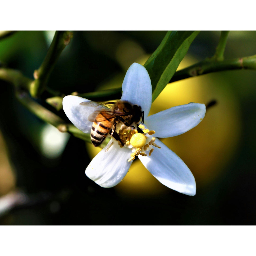 Breitsamer Honig Raw Acacia Honey