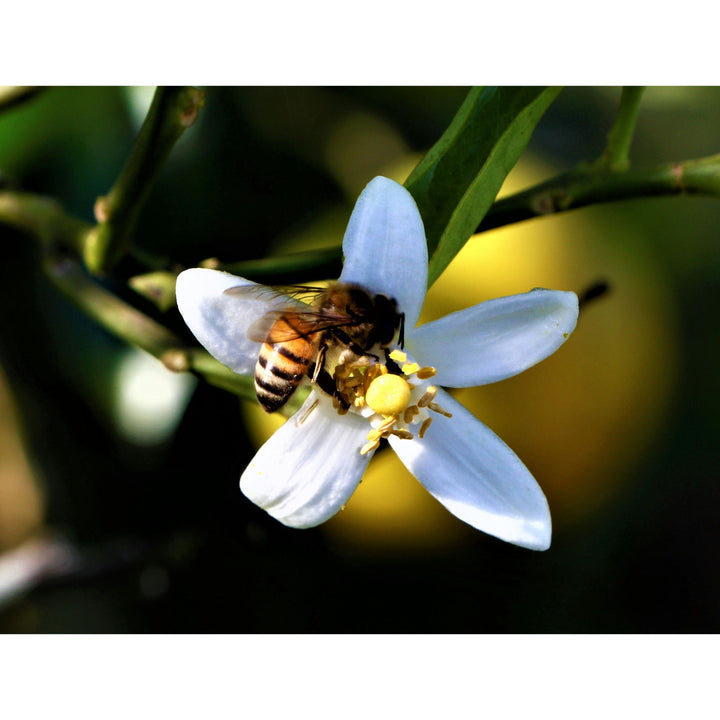 Breitsamer Honig Raw Acacia Honey