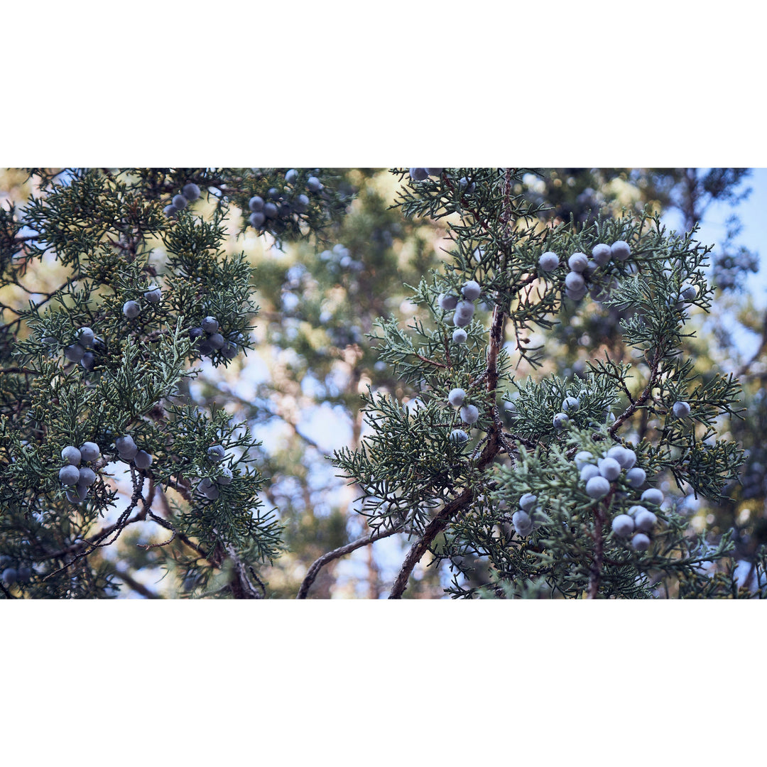 Edora Juniper Berries