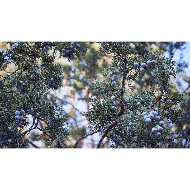 Edora Juniper Berries